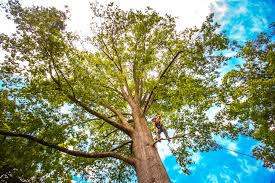 Best Leaf Removal  in Tunnel Hill, GA