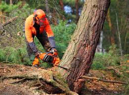 How Our Tree Care Process Works  in  Tunnel Hill, GA