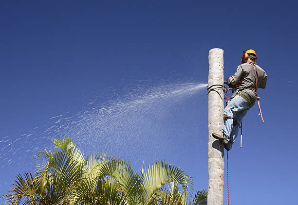 Best Lawn Maintenance Plans  in Tunnel Hill, GA