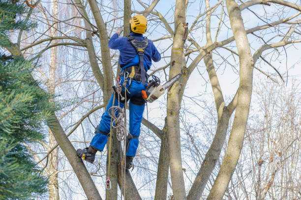 Best Hazardous Tree Removal  in Tunnel Hill, GA