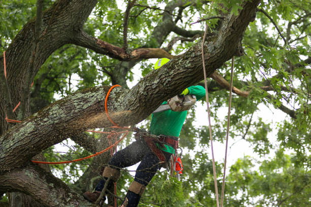 Best Tree Health Inspection  in Tunnel Hill, GA