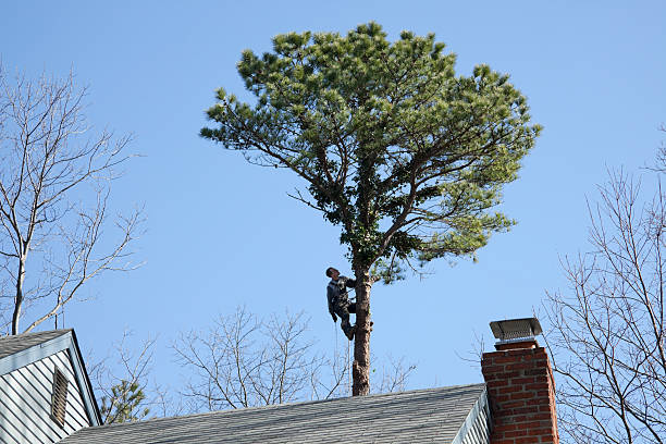 Best Emergency Tree Removal  in Tunnel Hill, GA