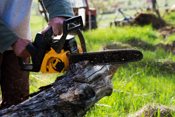 Best Root Management and Removal  in Tunnel Hill, GA