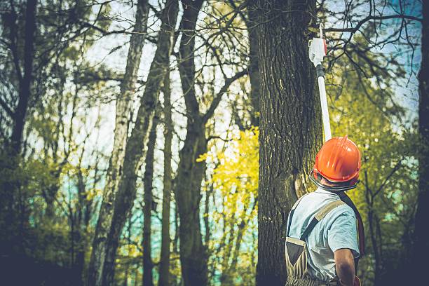 Best Tree Cabling and Bracing  in Tunnel Hill, GA