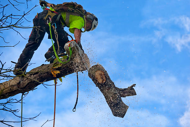 Reliable Tunnel Hill, GA Tree Care Solutions
