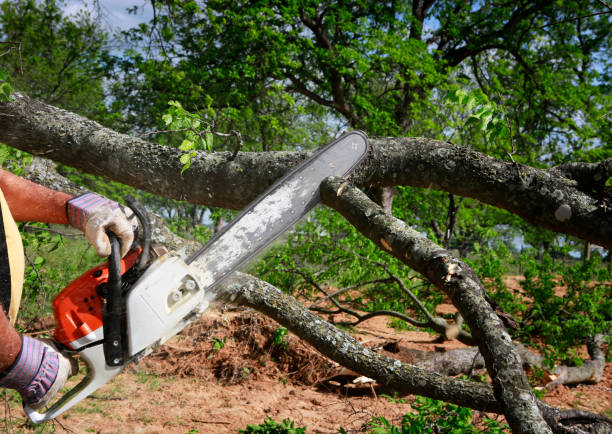 How Our Tree Care Process Works  in  Tunnel Hill, GA