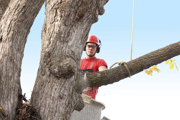 Best Tree Preservation Services  in Tunnel Hill, GA